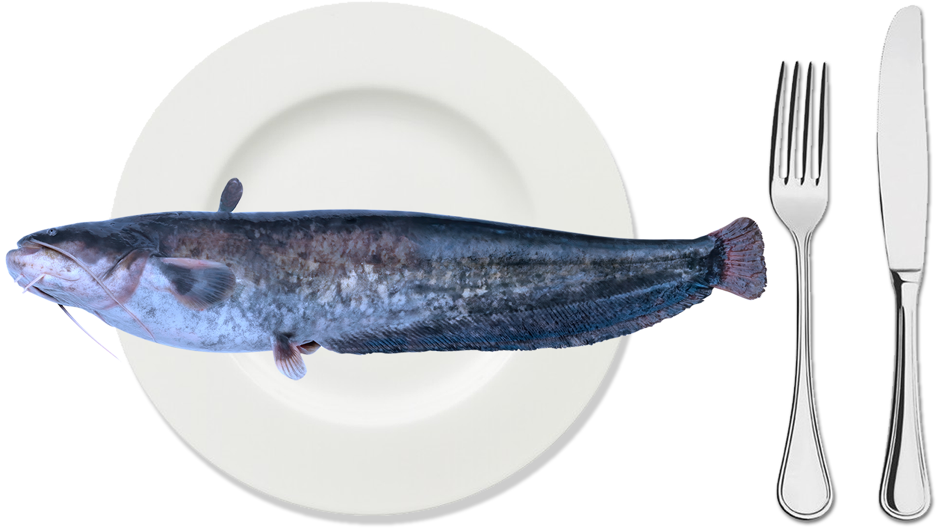 Pesce siluro piatto