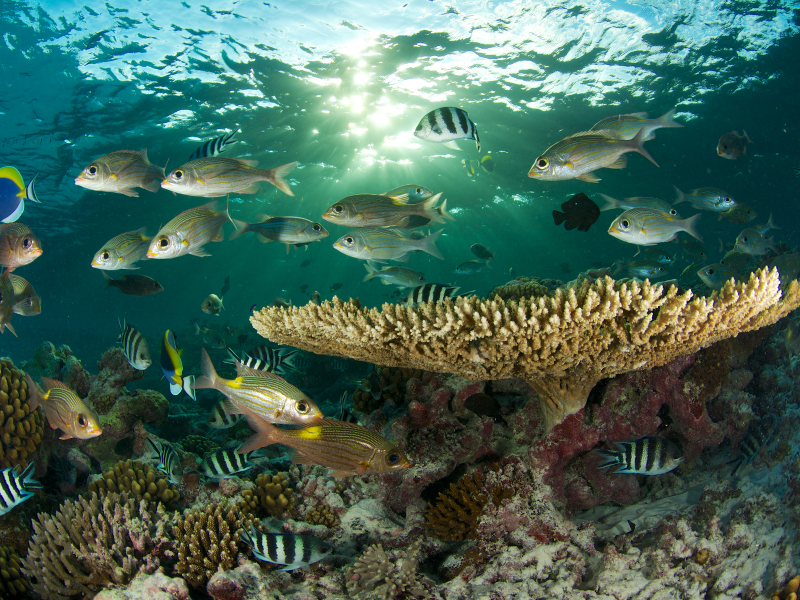 Ecosistema marino