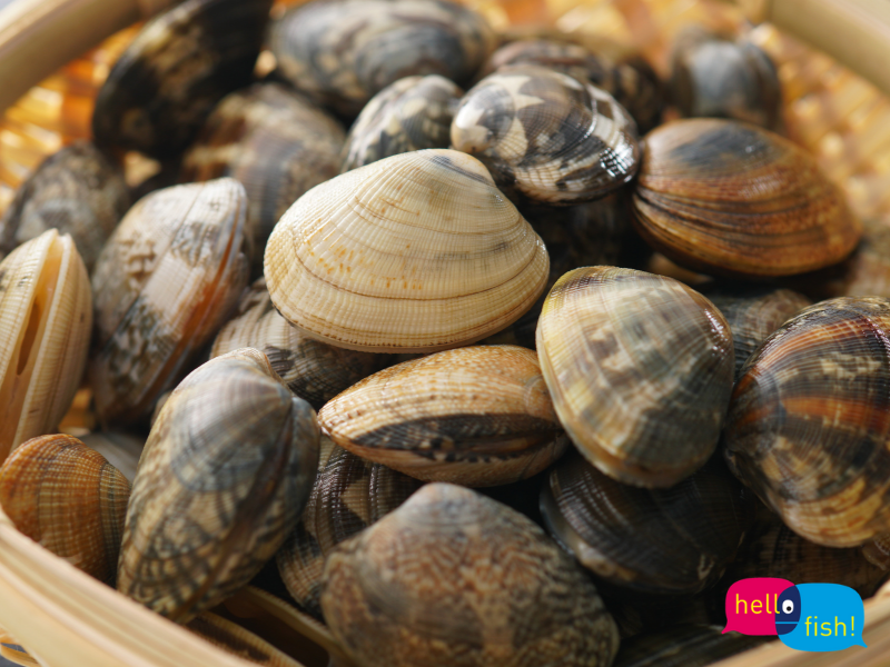 La regina dei frutti di mare: la Vongola Verace | HelloFish